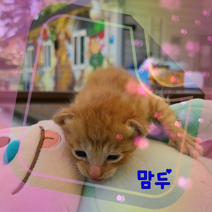 군산유기동물보호센터_445467202300780